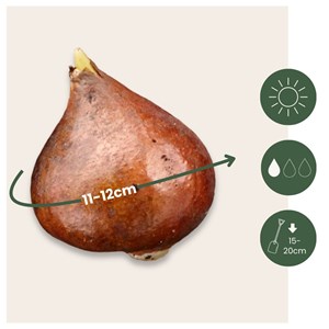 Bulbes de tulipe avant garde - 14