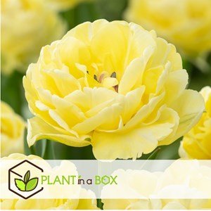 Bulbes de tulipe avant garde - 14