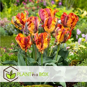 Bulbes de tulipe rasta parrot - 10