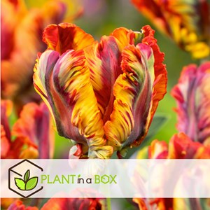 Bulbes de tulipe rasta parrot - 10