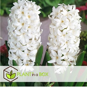 Bulbes de hyacinthe carnegie - 10