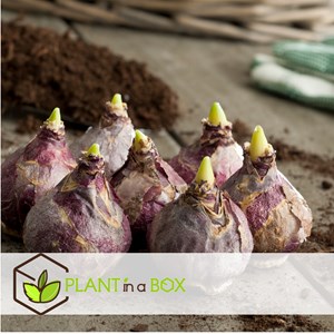 Bulbes de hyacinthe carnegie - 10