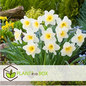 Bulbes de narcisse mount hood - 30