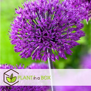 Abeille et papillon heureux - 120