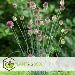 Abeille et papillon heureux - 120