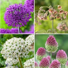 Happy butterfly - 40