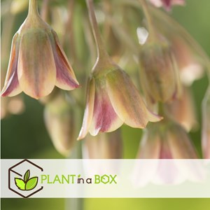 Happy butterfly - 40