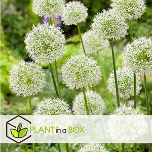 Happy butterfly - 40