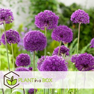 Happy butterfly - 40