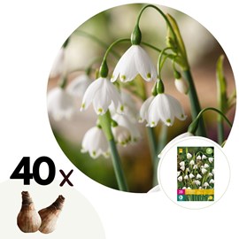 Bulbes à fleurs leucojum aestivum - 40