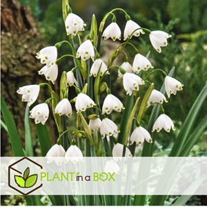 Bulbes à fleurs leucojum aestivum - 40
