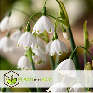 Bulbes à fleurs leucojum aestivum - 40