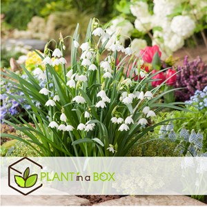 Bulbes à fleurs leucojum aestivum - 40