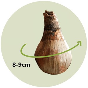 Bulbes à fleurs leucojum aestivum - 20