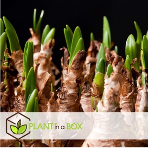 Bulbes à fleurs leucojum aestivum - 20