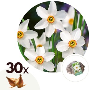 Bulbes de narcisse recurvus - 30