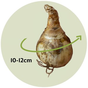 Bulbes de narcisse recurvus - 30