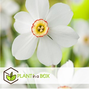 Bulbes de narcisse recurvus - 30