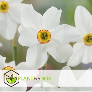 Bulbes de narcisse recurvus - 30