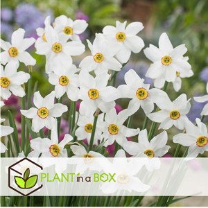 Bulbes de narcisse recurvus - 30