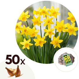 Bulbes de narcisse tête-à-tête - 50
