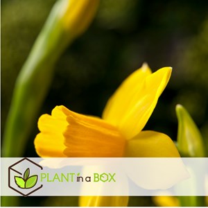 Bulbes de narcisse tête-à-tête - 50