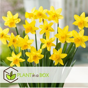 Bulbes de narcisse tête-à-tête - 50