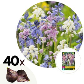 Bulbes de hyacinthoide hispanica mix x40