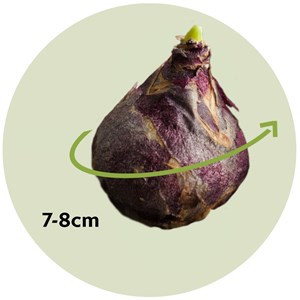 Bulbes de hyacinthoide hispanica mix x40