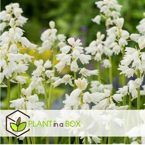 Bulbes de hyacinthoide hispanica mix x40