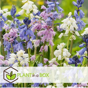 Bulbes de hyacinthoide hispanica mix x40