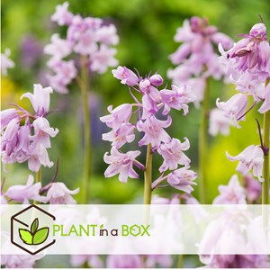 Bulbes de hyacinthoide hispanica mix x40
