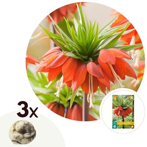 Fritillaria rubra - 3