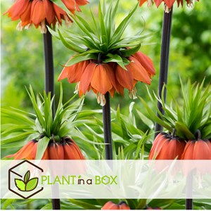 Fritillaria rubra - 3