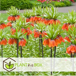Fritillaria rubra - 3