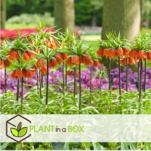 Fritillaria rubra - 3