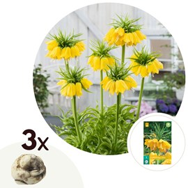 Fritillaria lutea - 3