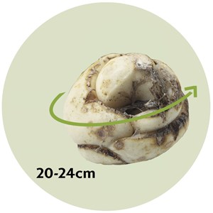 Fritillaria lutea - 3