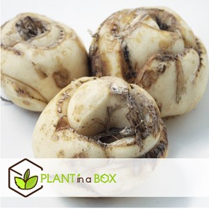 Fritillaria lutea - 3