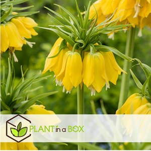 Fritillaria lutea - 3