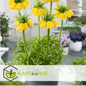 Fritillaria lutea - 3