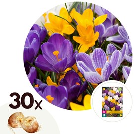 Crocus bulbes large flowering mix - 30
