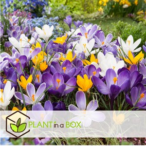Crocus bulbes large flowering mix - 30