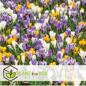 Crocus bulbes large flowering mix - 30
