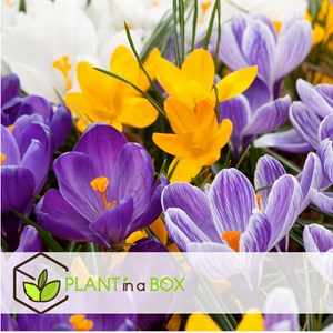 Crocus bulbes large flowering mix - 30
