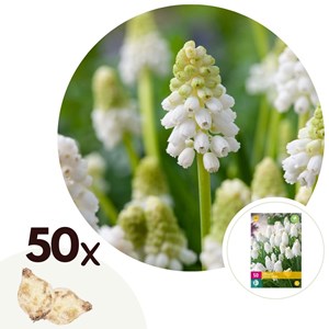 Muscari white magic - 50