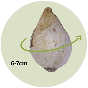 Muscari white magic - 50