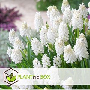 Muscari white magic - 50