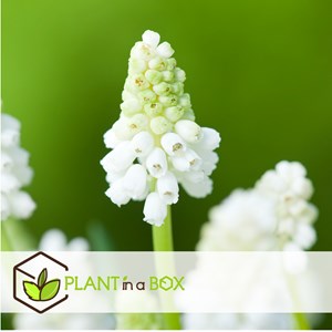 Muscari white magic - 50