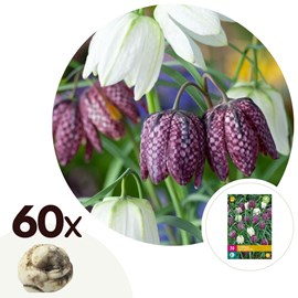 Fritillaria meleagris mix - x60